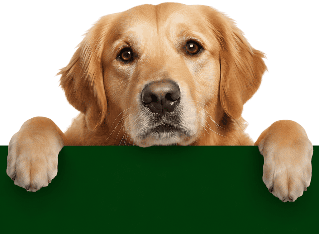 Upload a photo of your pet — dog resting its paws over the search banner